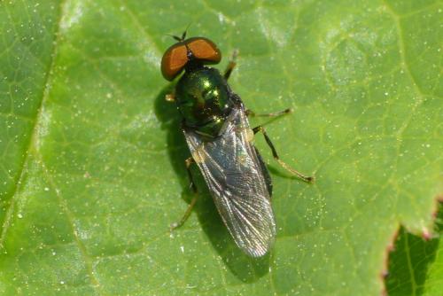 Microchrysa polita